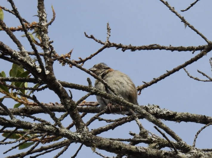 Rufous-collared Sparrow - ML620528250