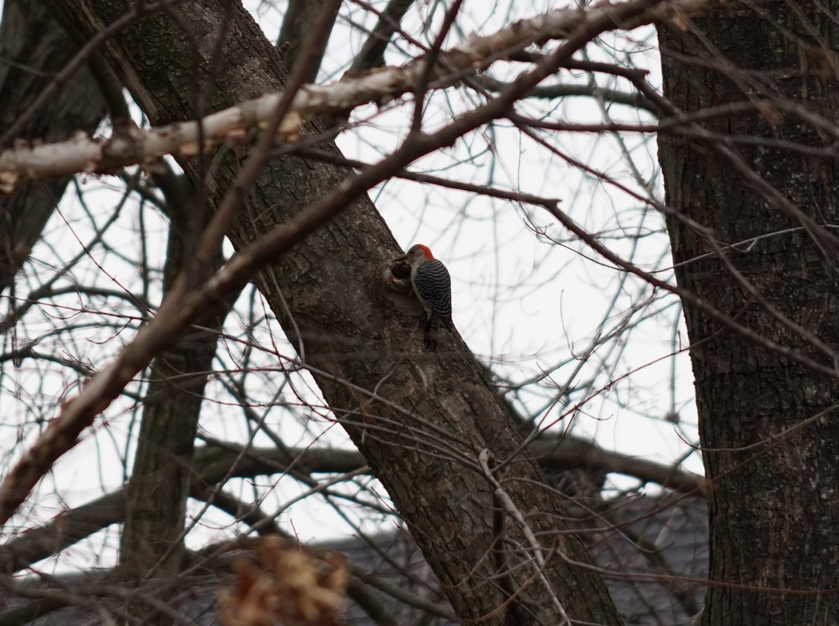 Red-bellied Woodpecker - ML620528271