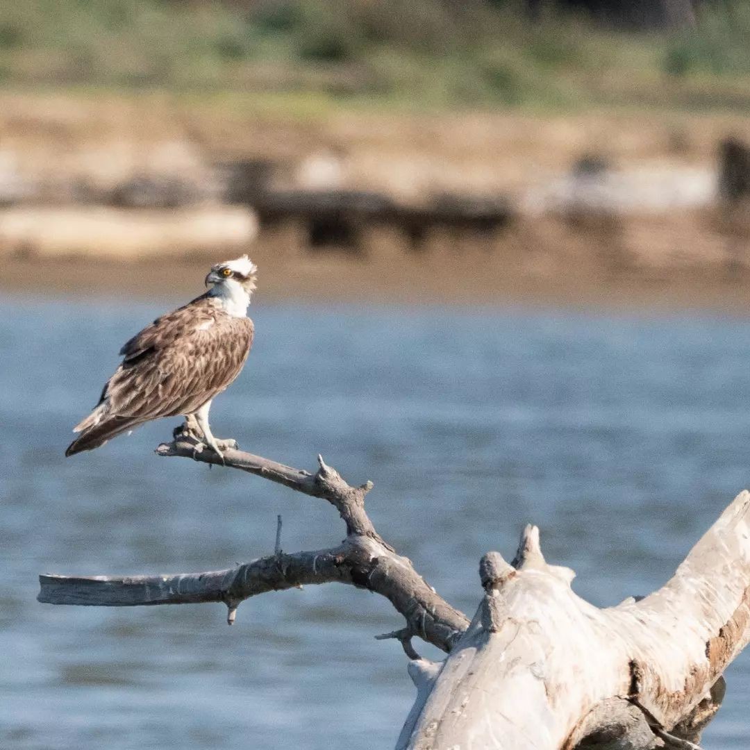 Osprey - Benjamin Haller