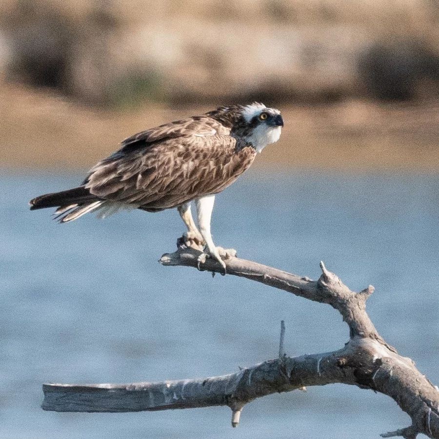 Águila Pescadora - ML620528276