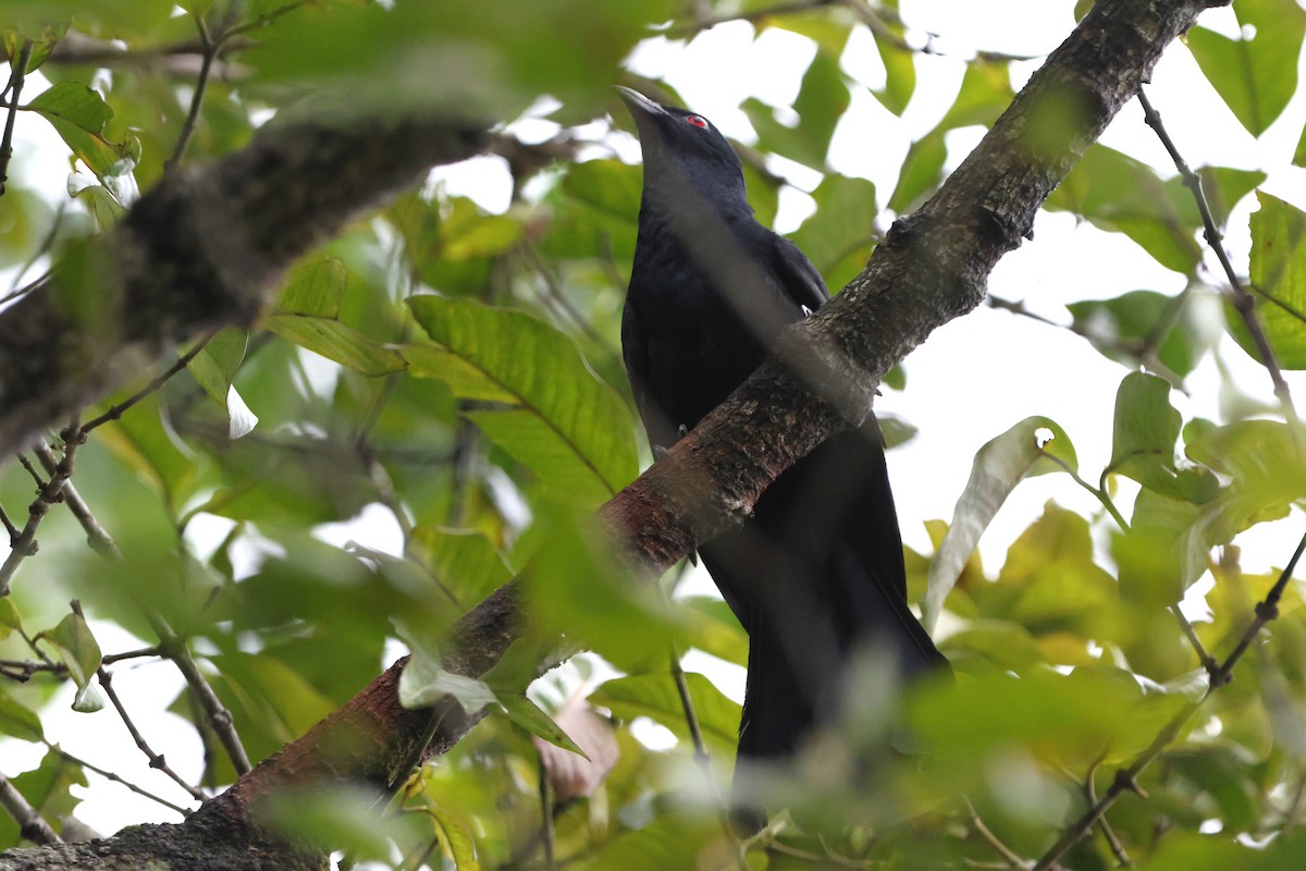 Black-billed Koel - ML620528281