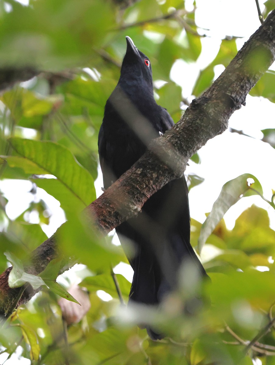 Black-billed Koel - ML620528282