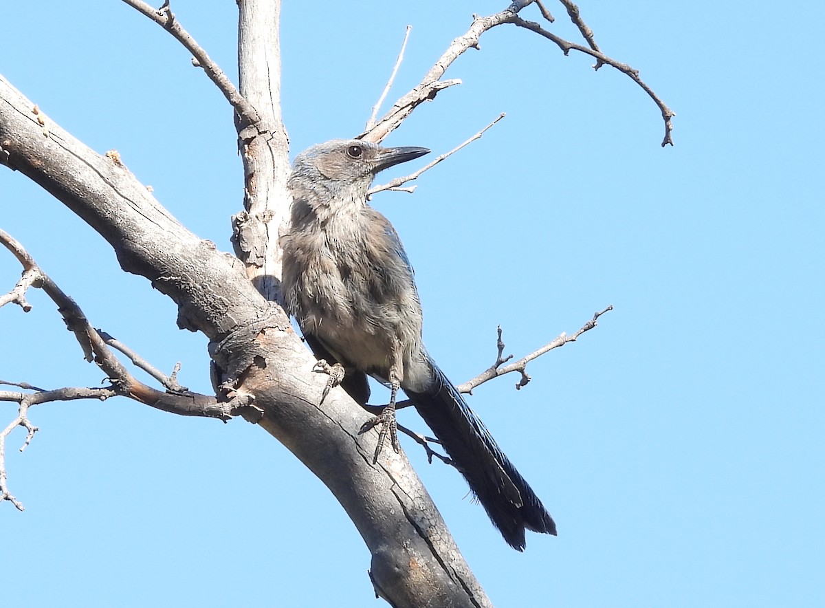 Woodhouse's Scrub-Jay - ML620528284