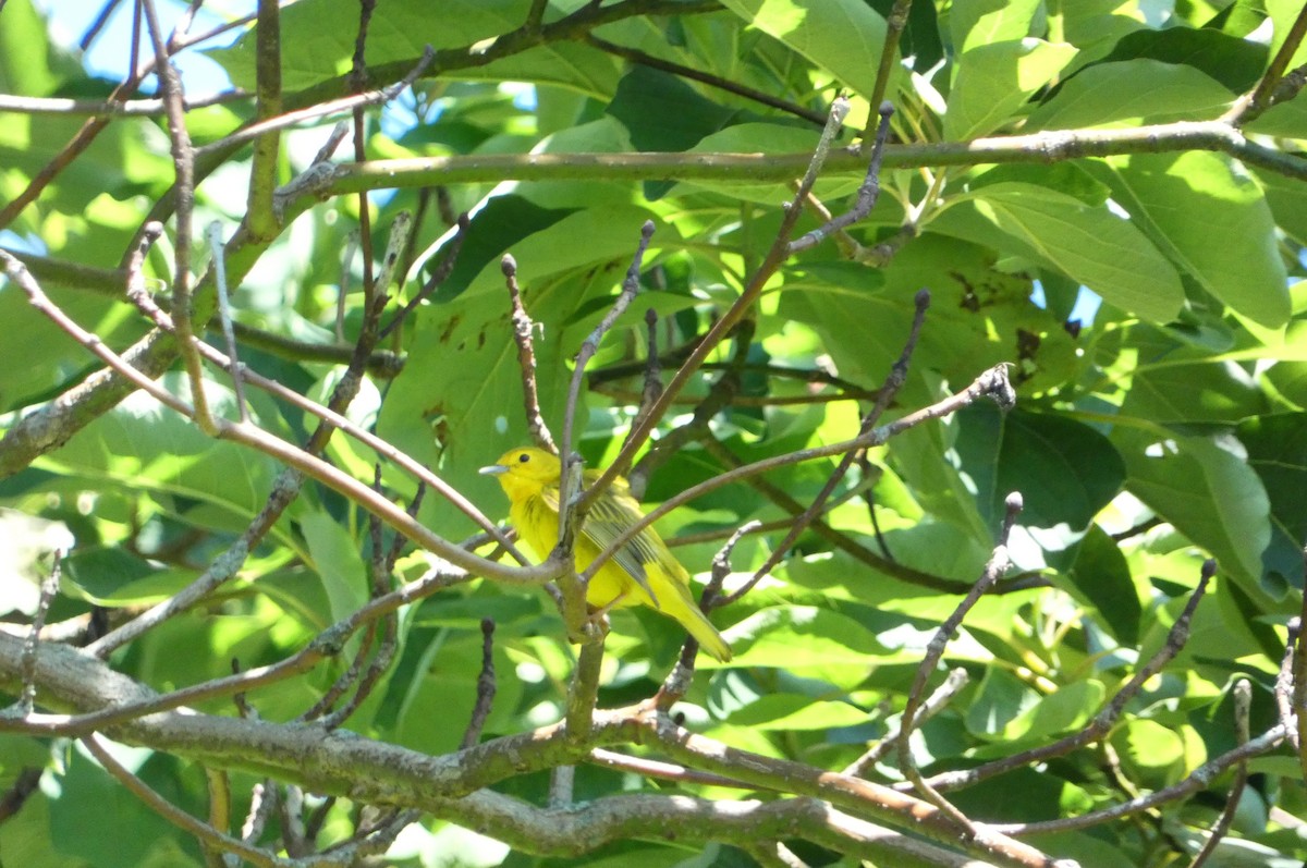 Yellow Warbler - ML620528288