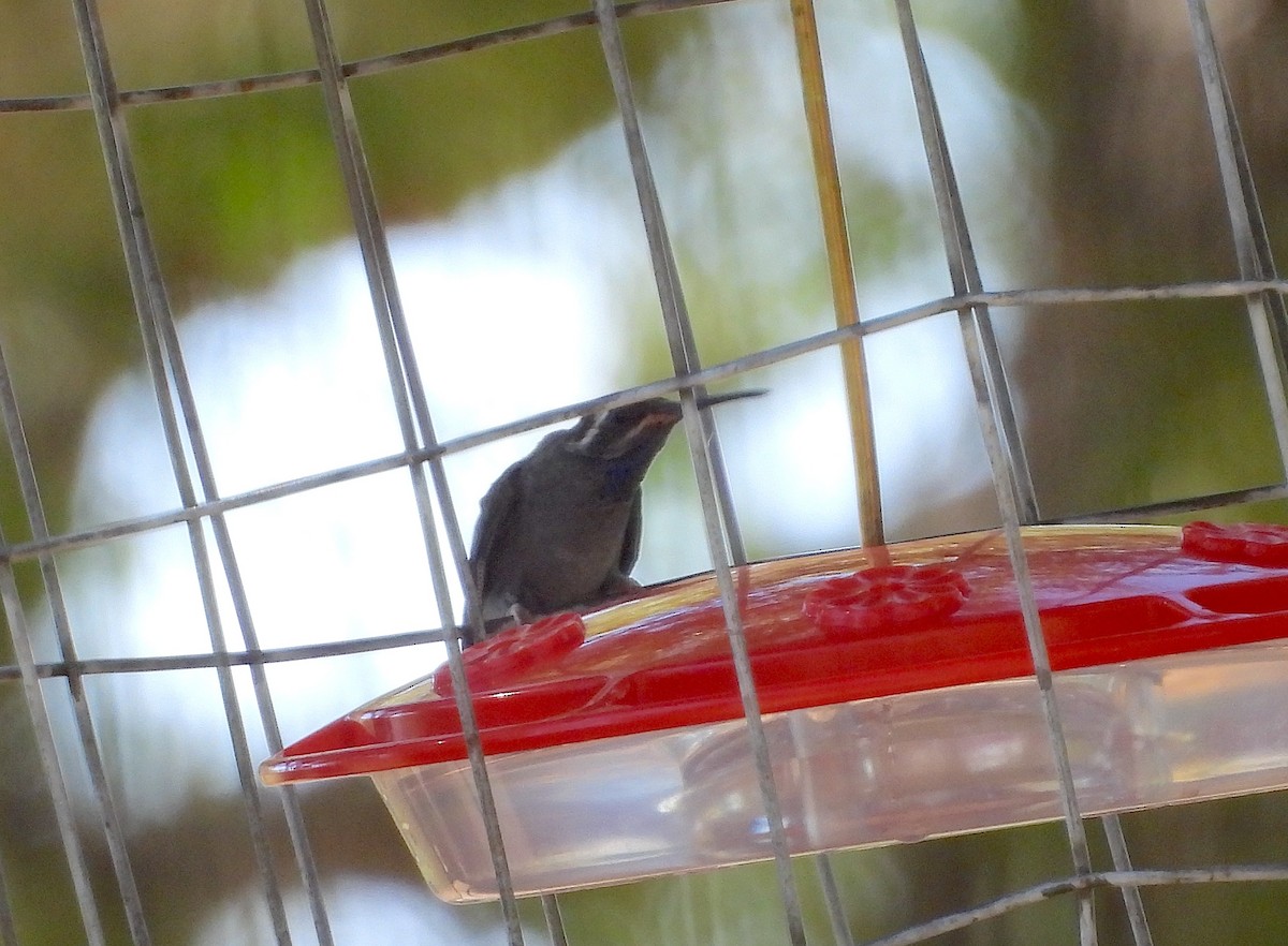 kolibřík blankytohrdlý - ML620528303