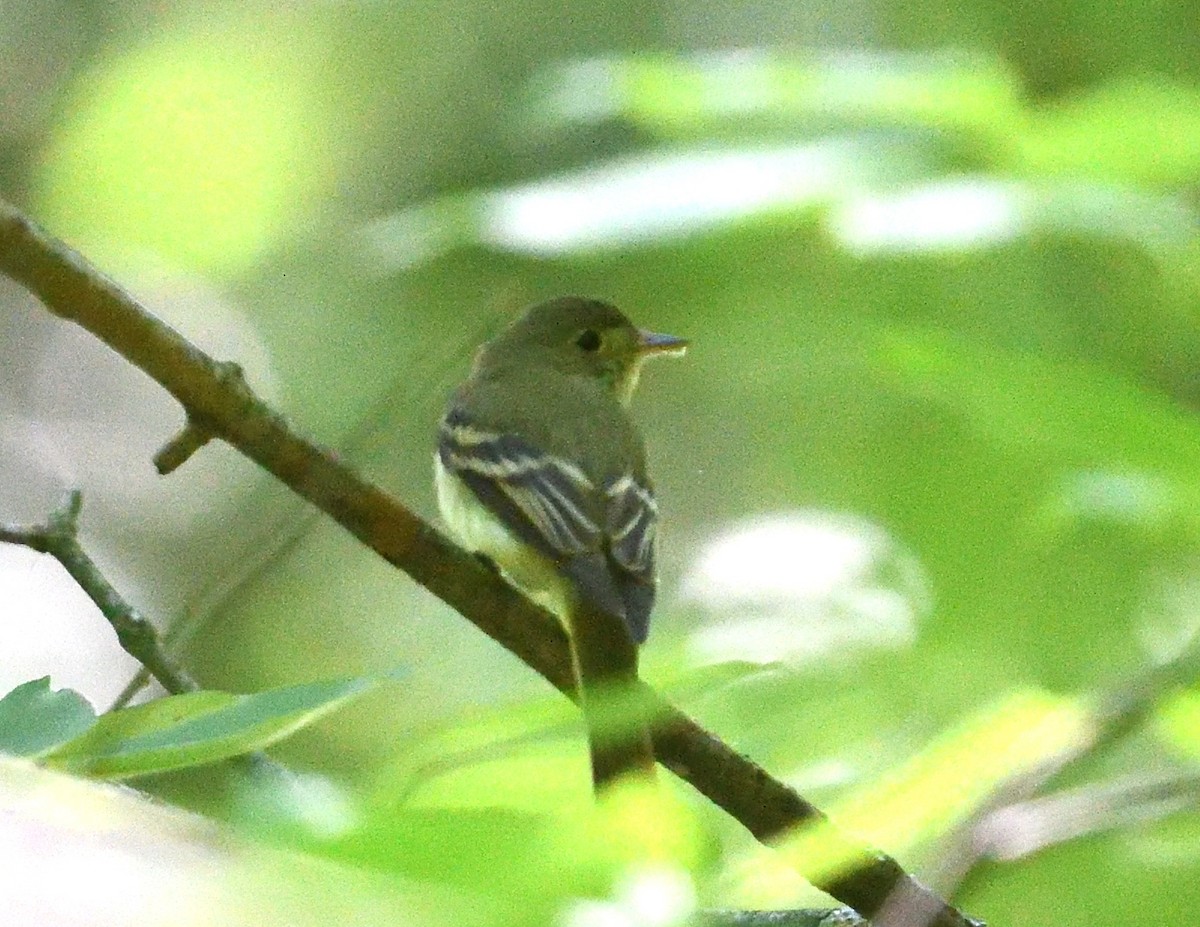 Acadian Flycatcher - ML620528306