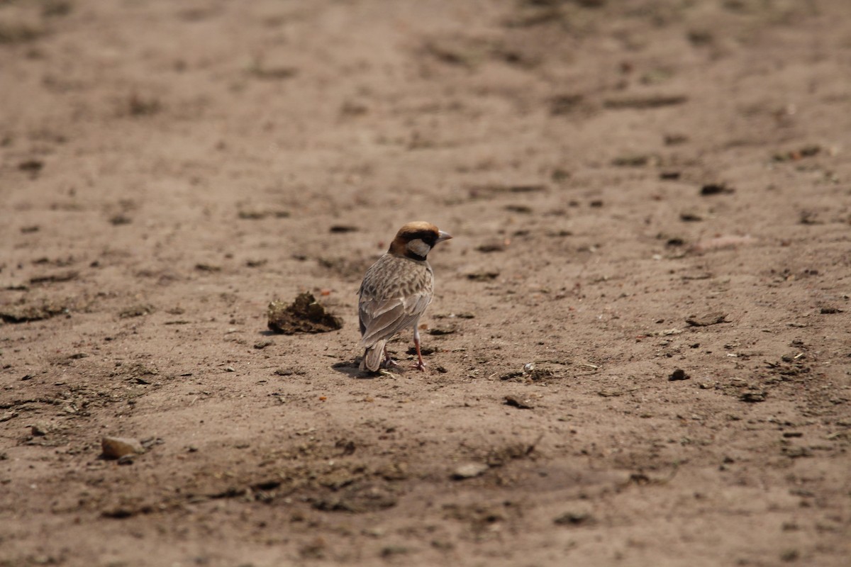 Fischer's Sparrow-Lark - ML620528315