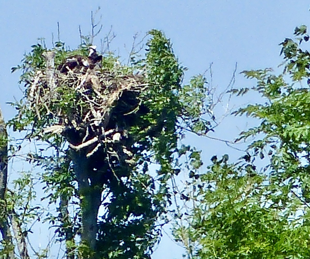 Águila Pescadora - ML620528320