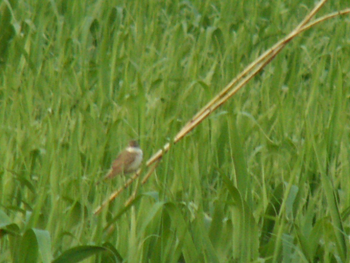 Oriental Reed Warbler - ML620528323