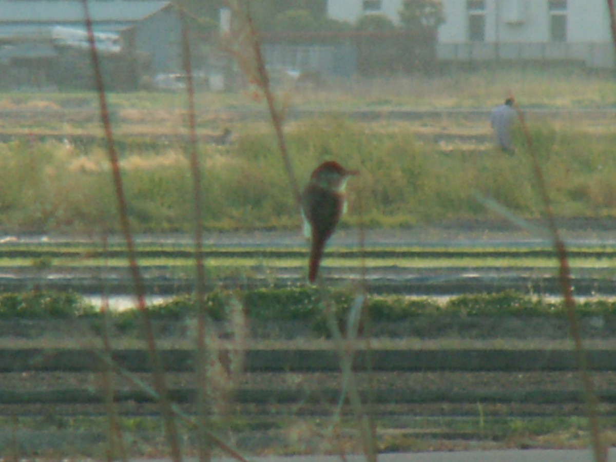 Oriental Reed Warbler - ML620528324