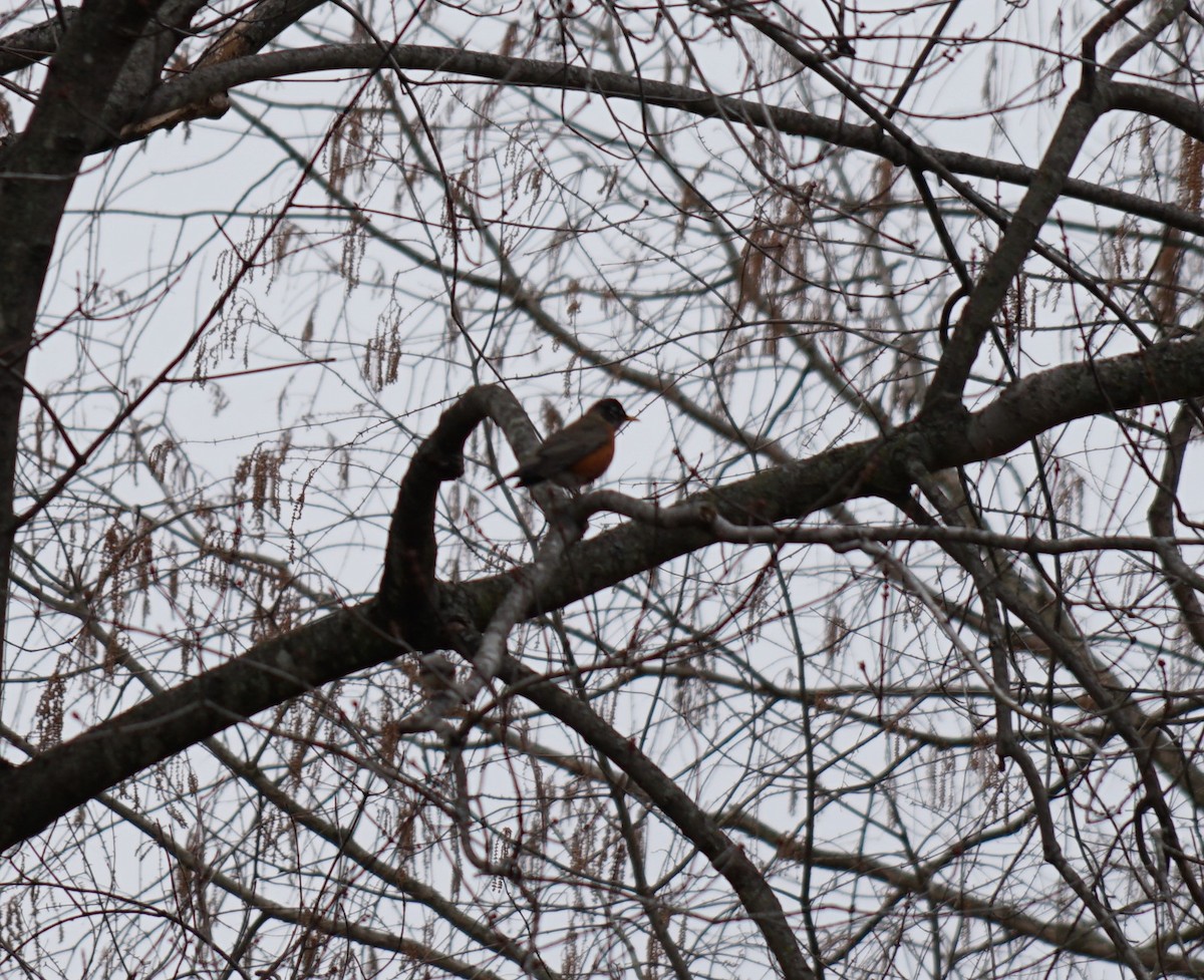 American Robin - ML620528325