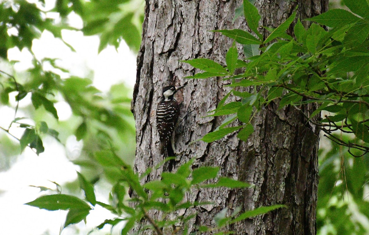 Red-cockaded Woodpecker - ML620528335