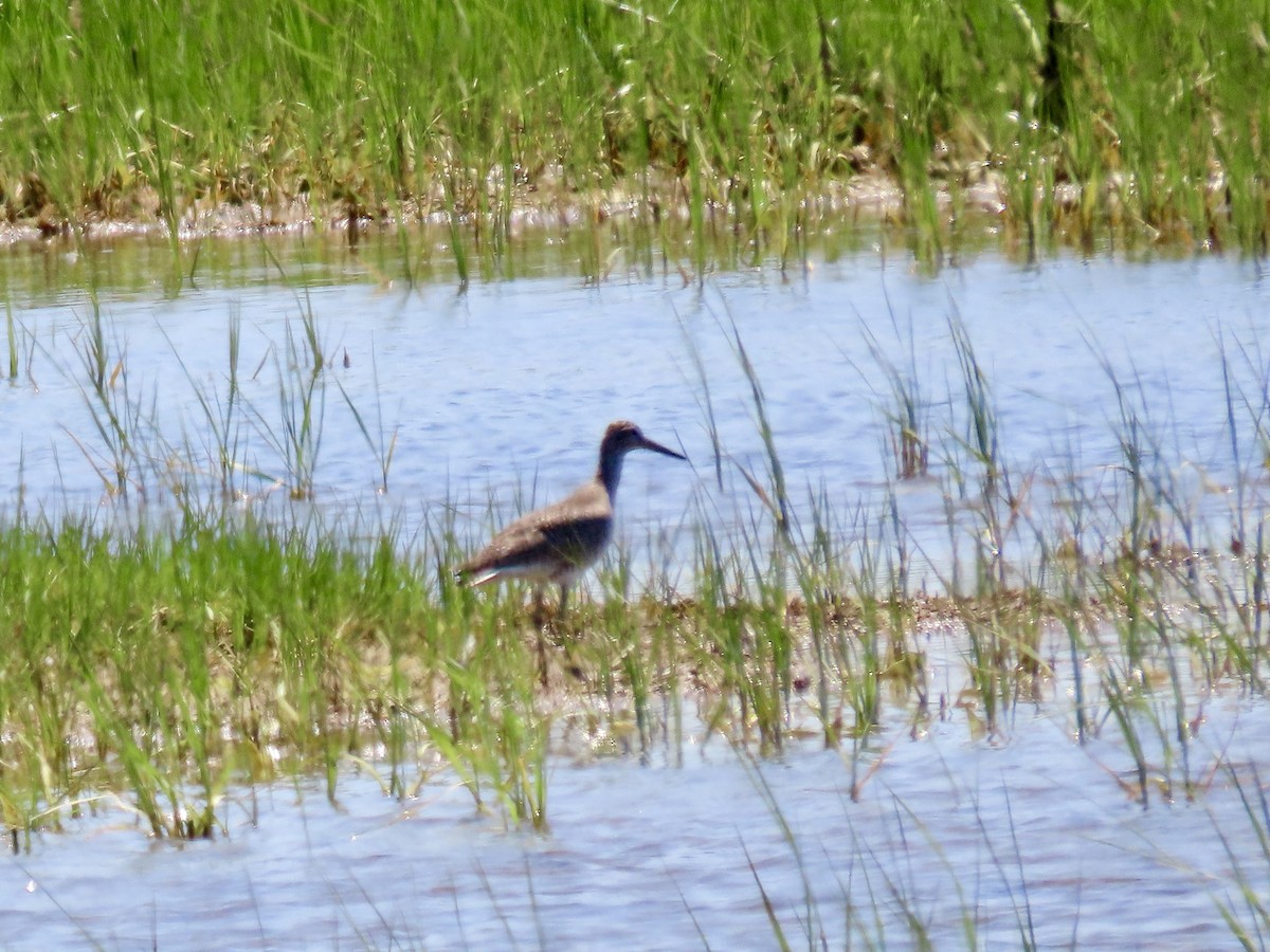 Willet - Cynthia Bloomquist