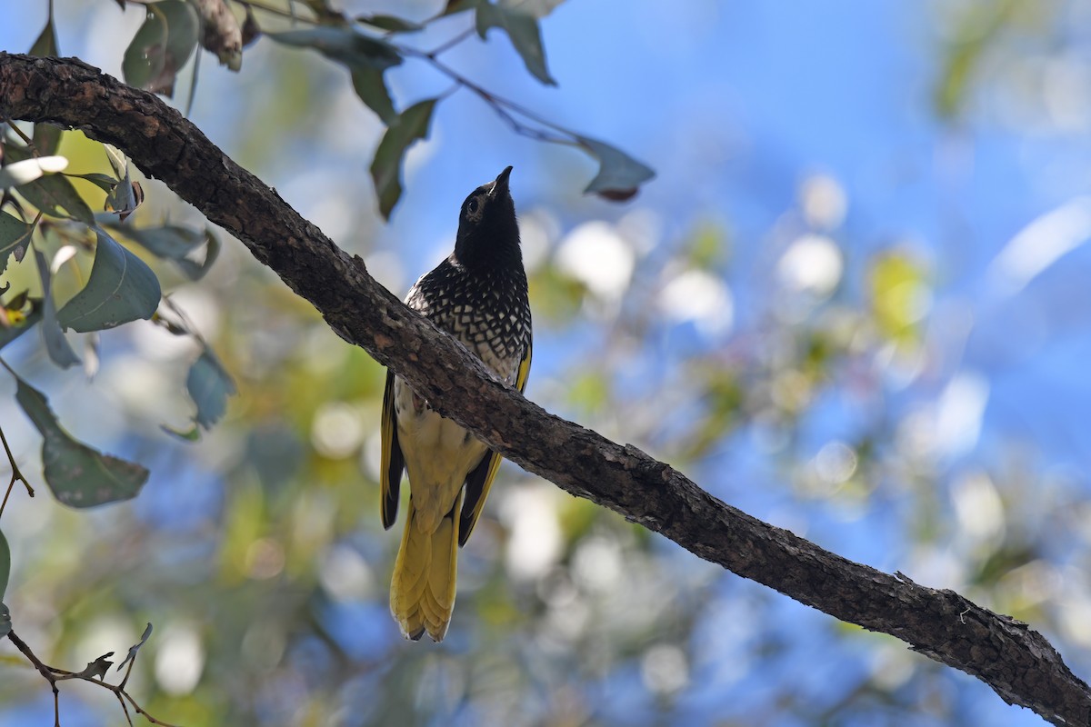 Regent Honeyeater - ML620528345