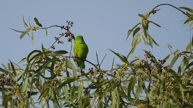Vernal Hanging-Parrot - ML620528348