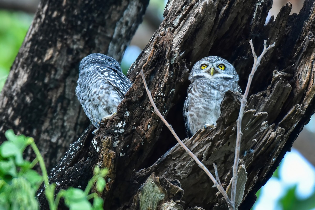 Spotted Owlet - ML620528349