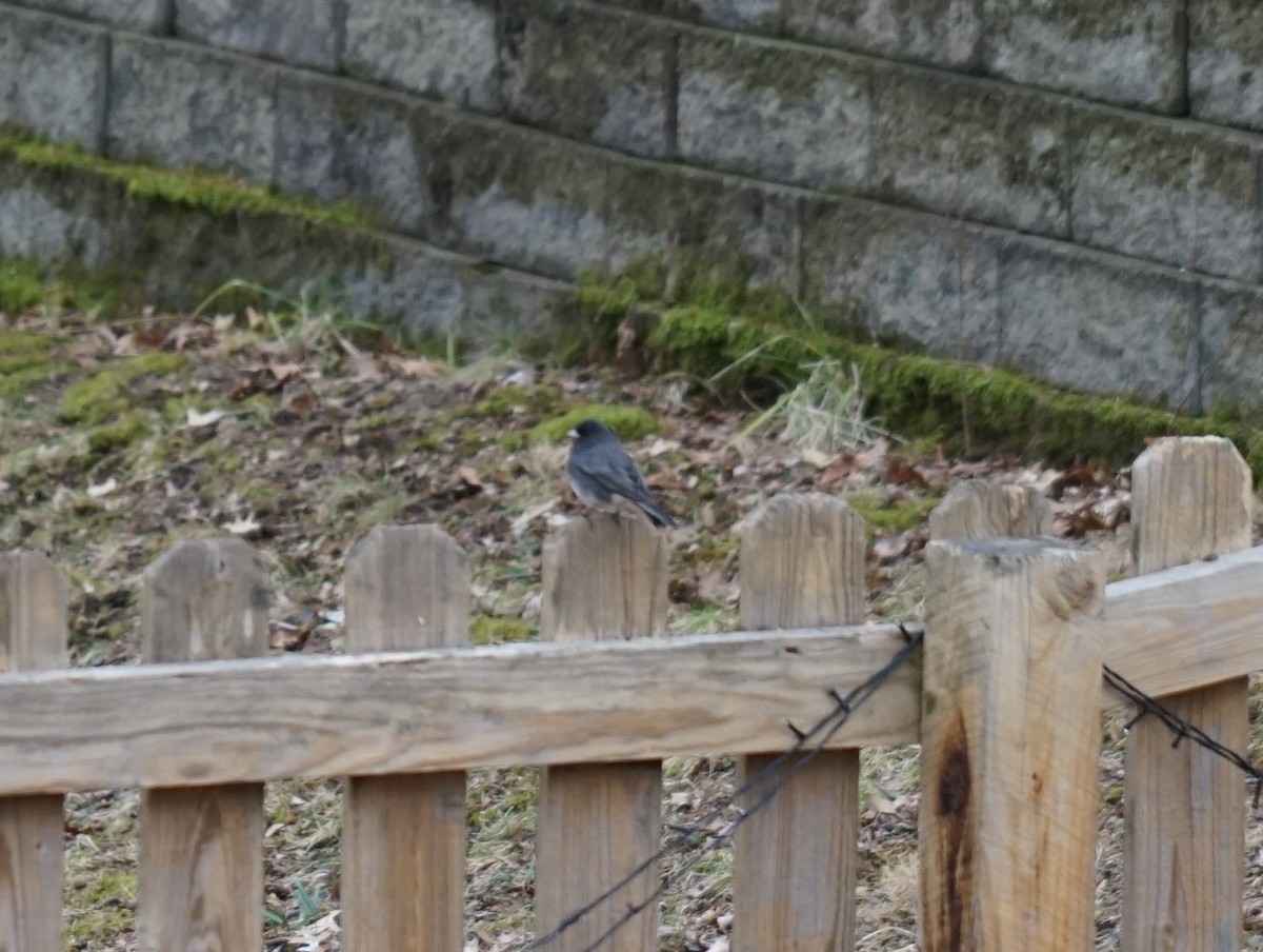 Dark-eyed Junco - ML620528350