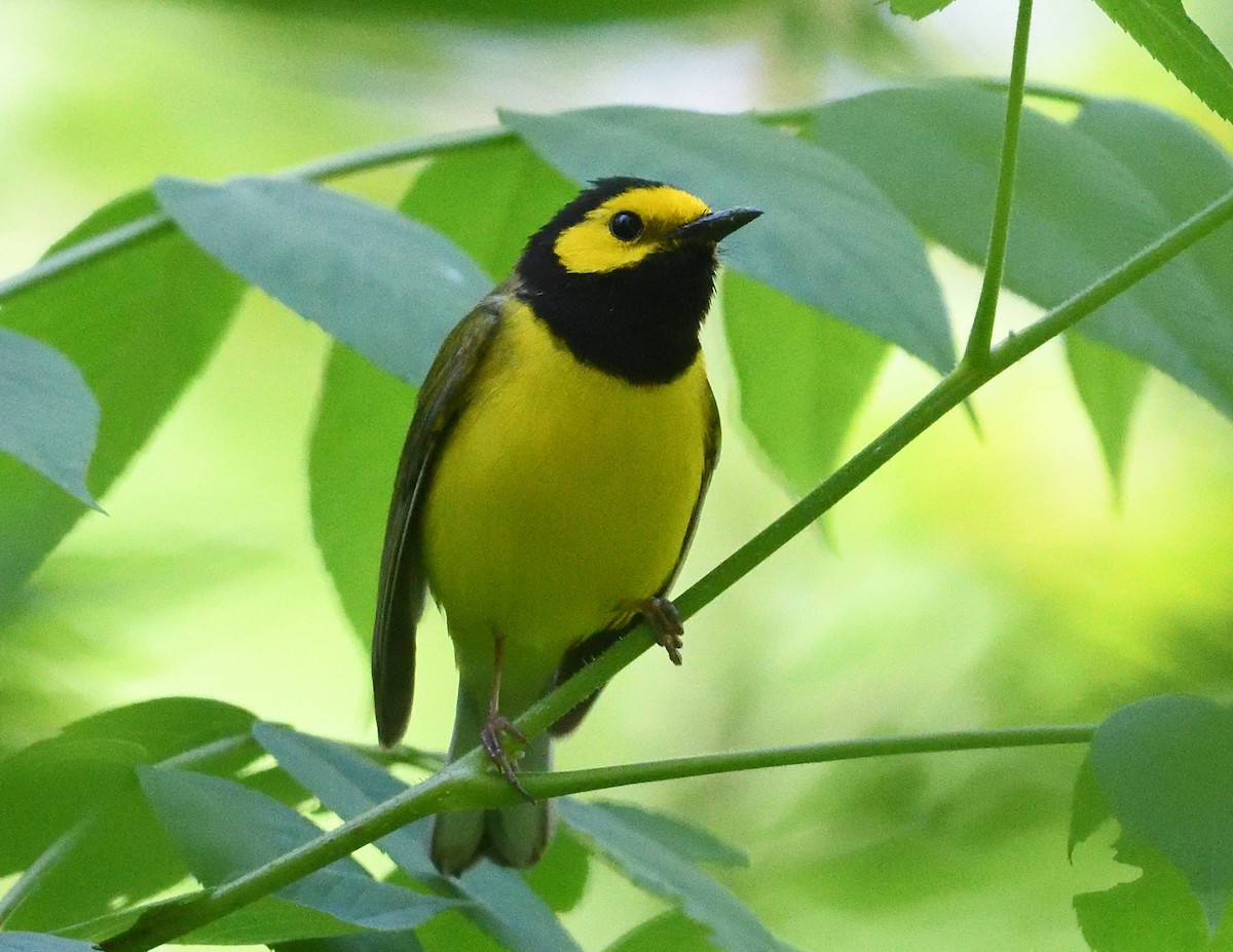 Hooded Warbler - ML620528353