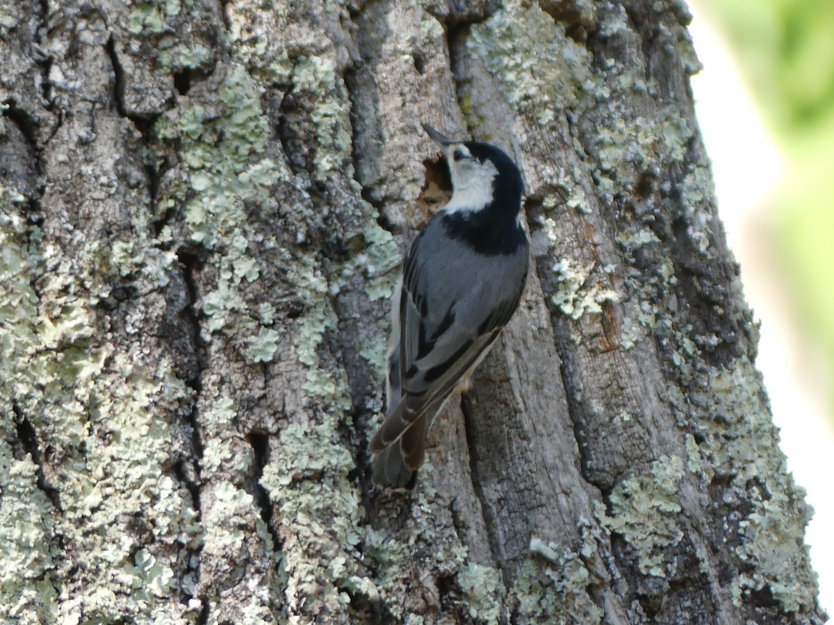 White-breasted Nuthatch - ML620528358