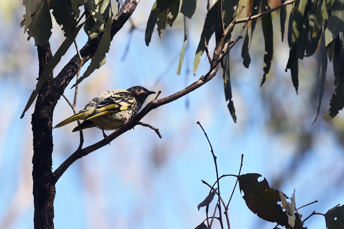 Regent Honeyeater - ML620528359