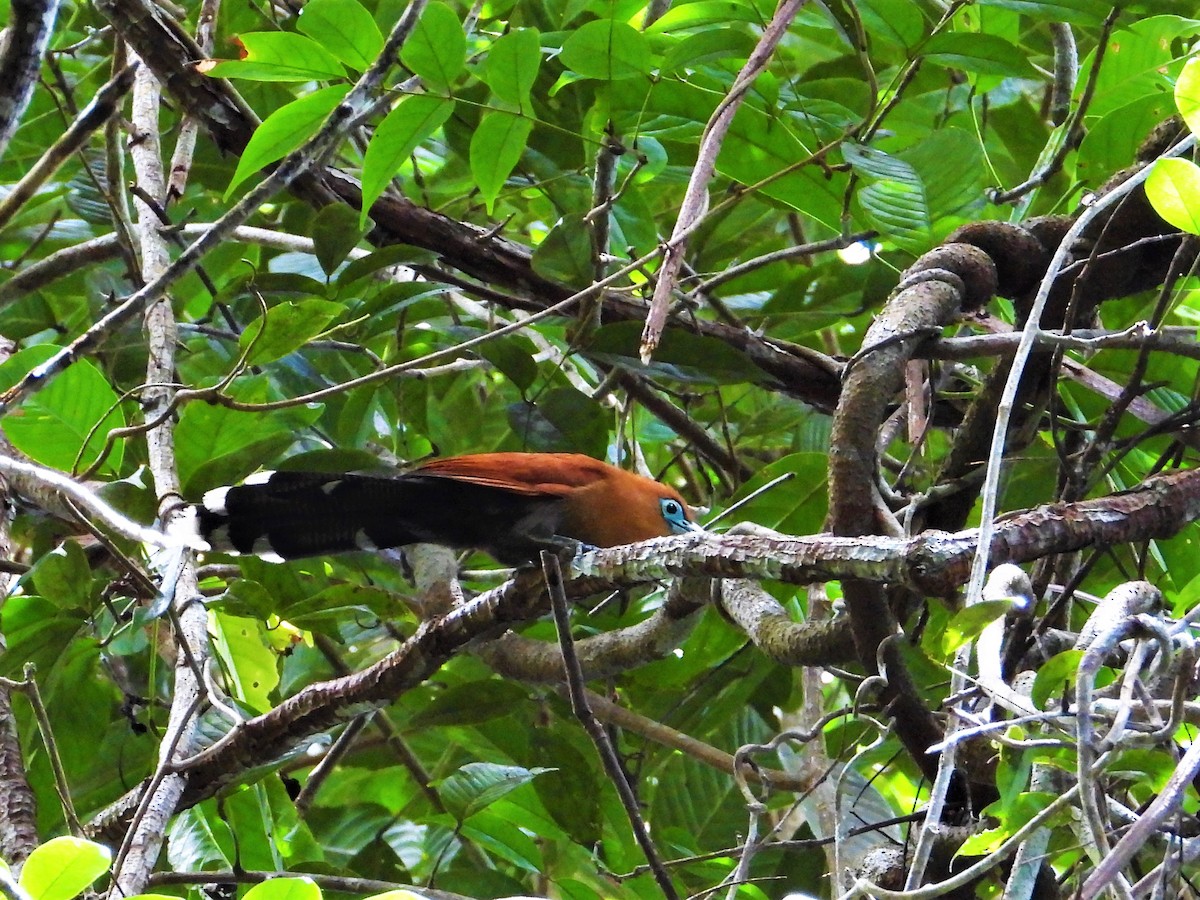 Raffles's Malkoha - Yasin Chumaedi