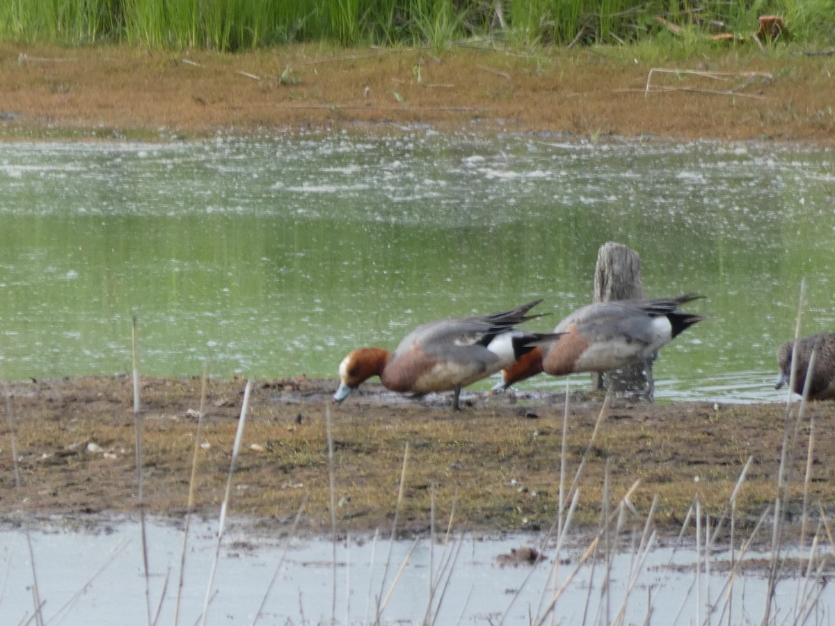 Eurasian Wigeon - ML620528369