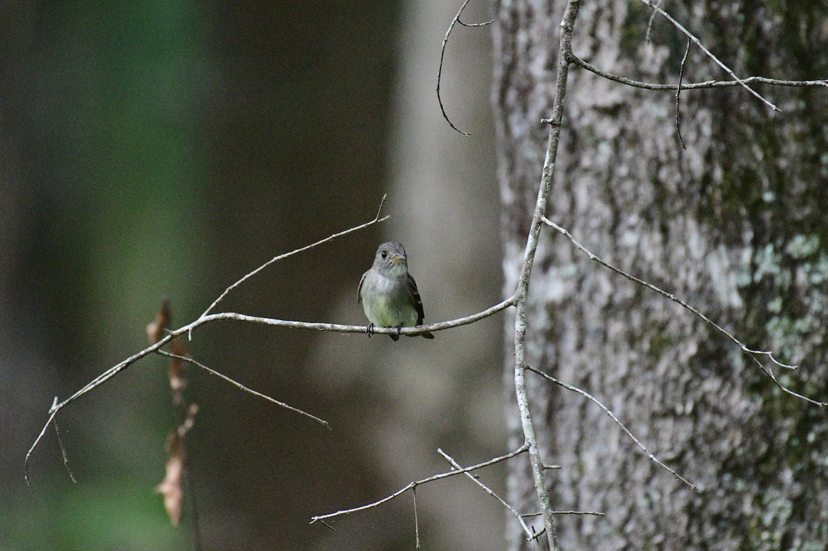 Eastern Wood-Pewee - ML620528370