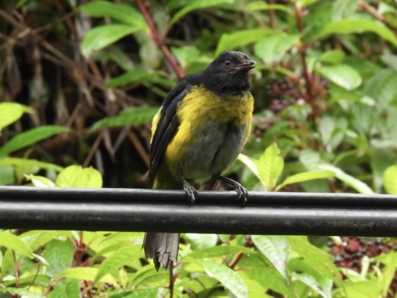 Black-and-yellow Silky-flycatcher - ML620528374