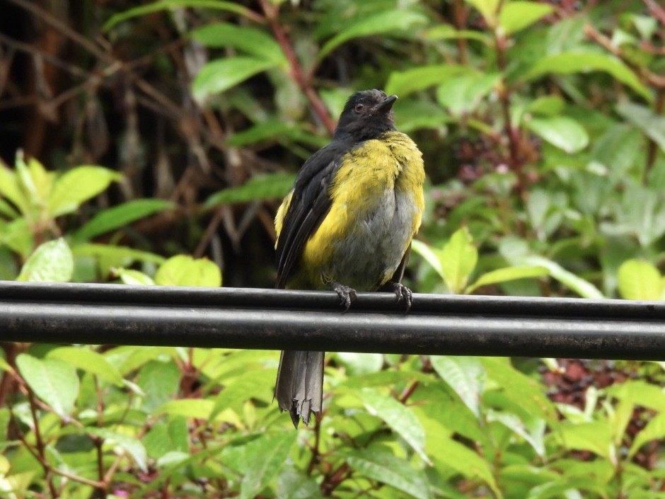 Black-and-yellow Silky-flycatcher - ML620528377
