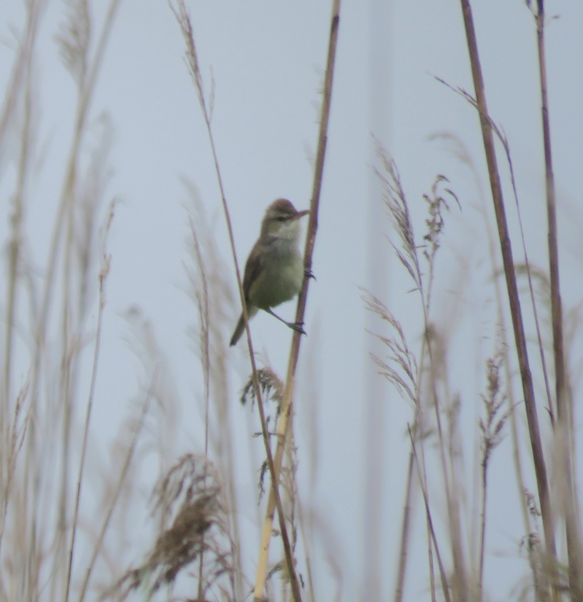 Oriental Reed Warbler - ML620528378