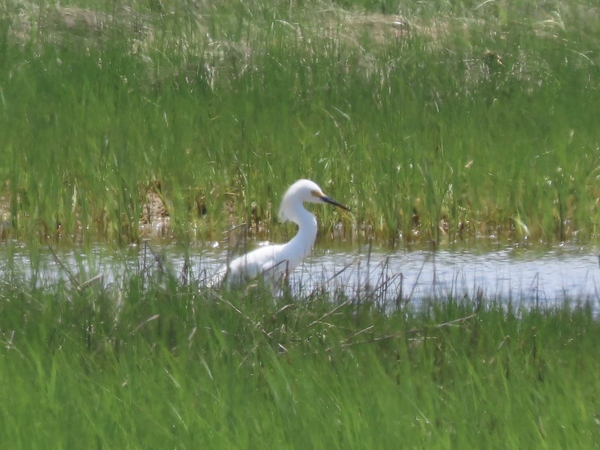 Snowy Egret - ML620528383