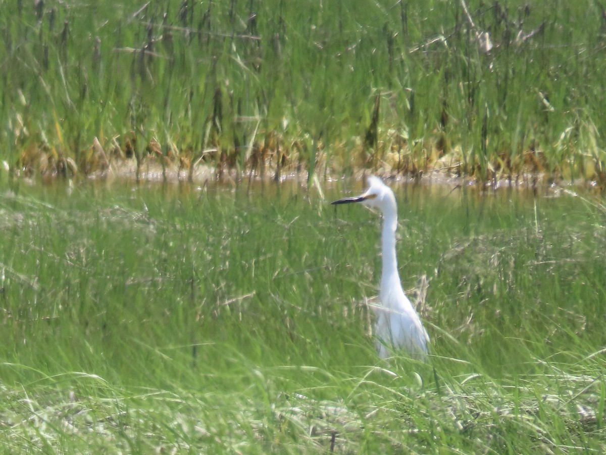 Snowy Egret - ML620528384