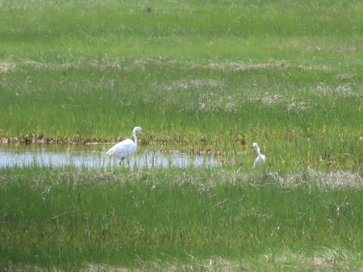 Snowy Egret - ML620528386