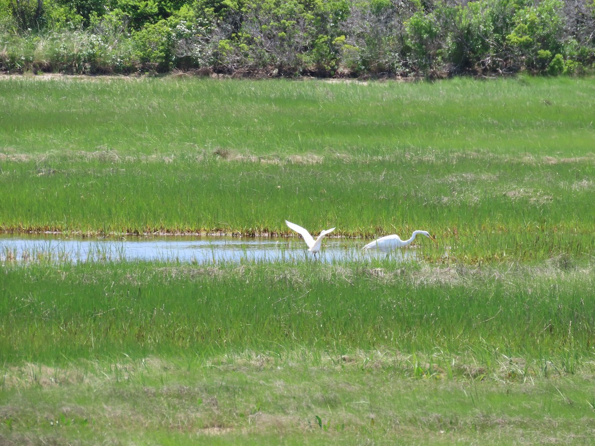 Snowy Egret - Cynthia Bloomquist