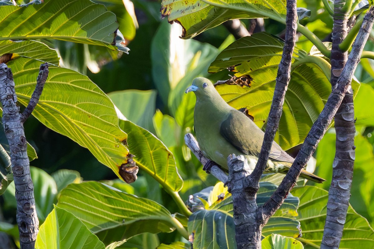 Whistling Green-Pigeon (Taiwan) - ML620528394