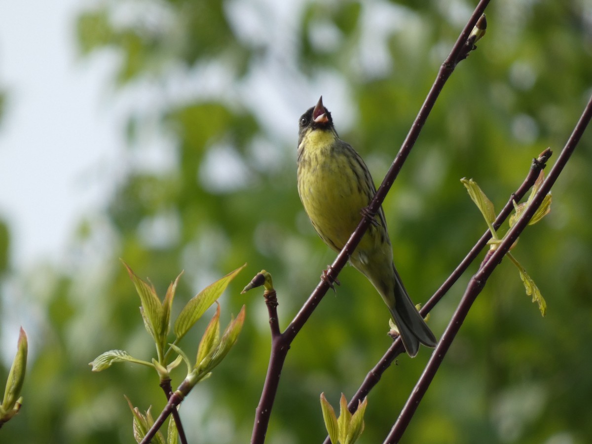 Masked Bunting - ML620528395