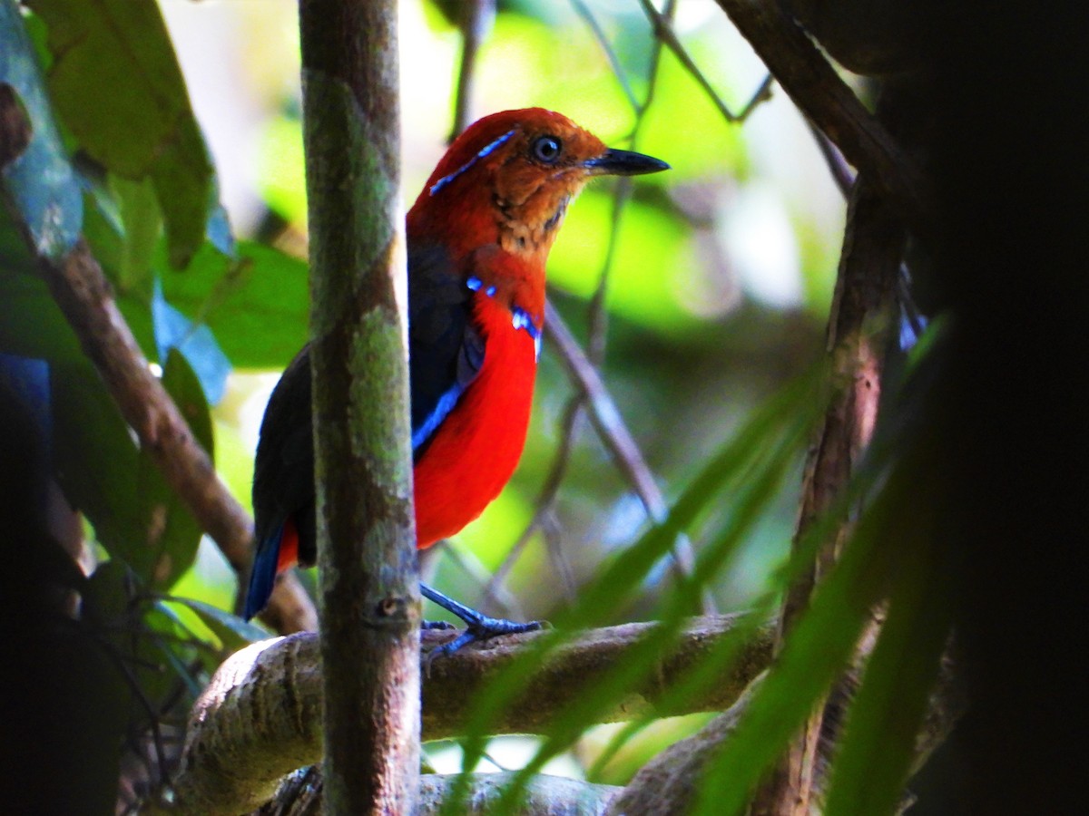 Blue-banded Pitta - ML620528402