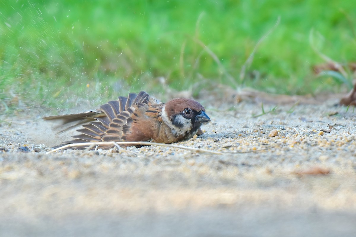 Eurasian Tree Sparrow - ML620528423