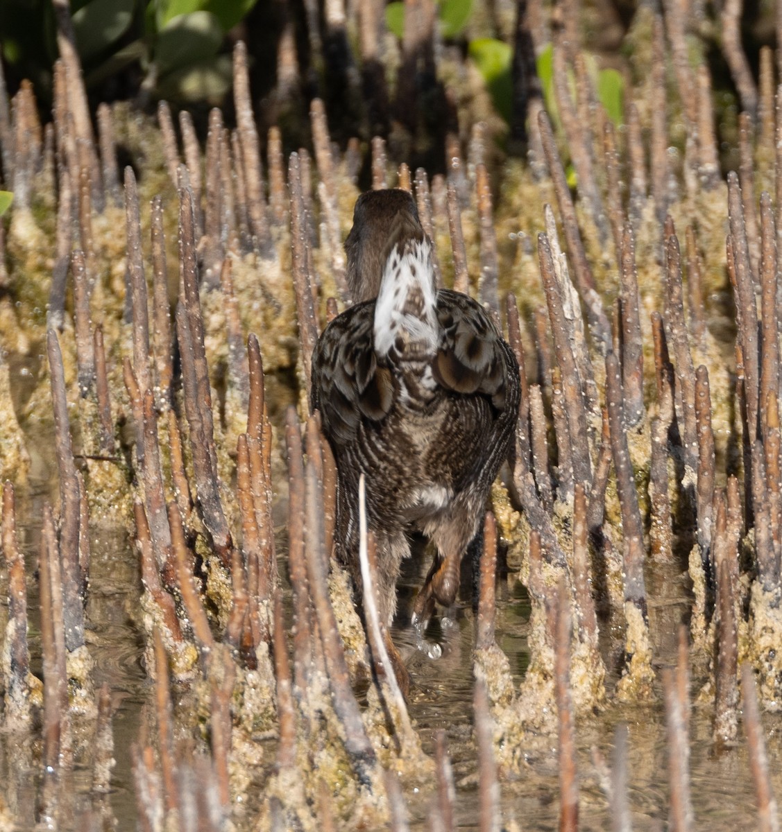 Clapper Rail - ML620528424