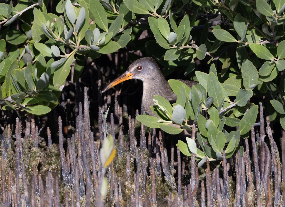 Clapper Rail - ML620528428