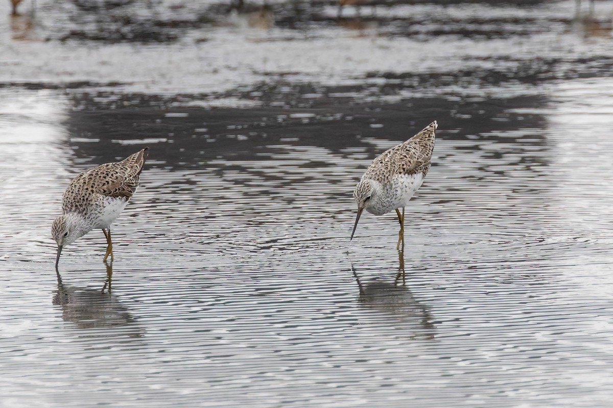 Marsh Sandpiper - ML620528434