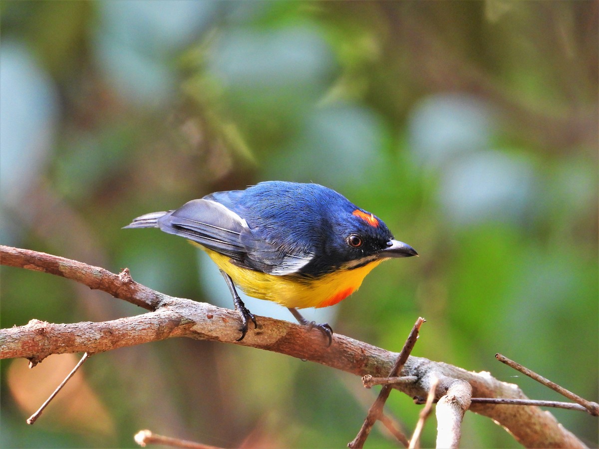 Crimson-breasted Flowerpecker - ML620528435