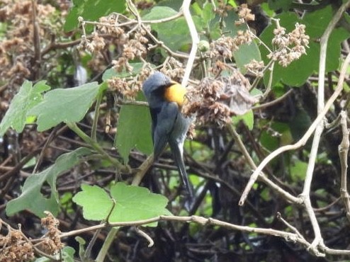 Flame-throated Warbler - ML620528446