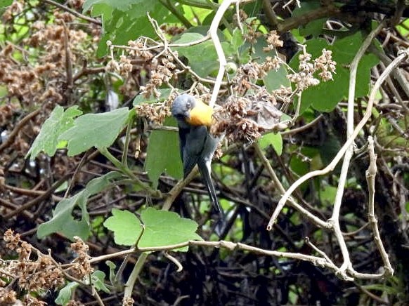 Flame-throated Warbler - Claire J.