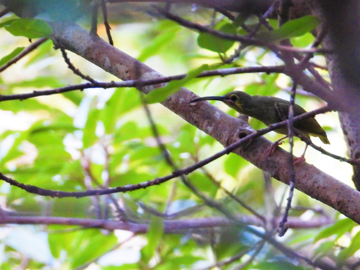 Spectacled Spiderhunter - Yasin Chumaedi