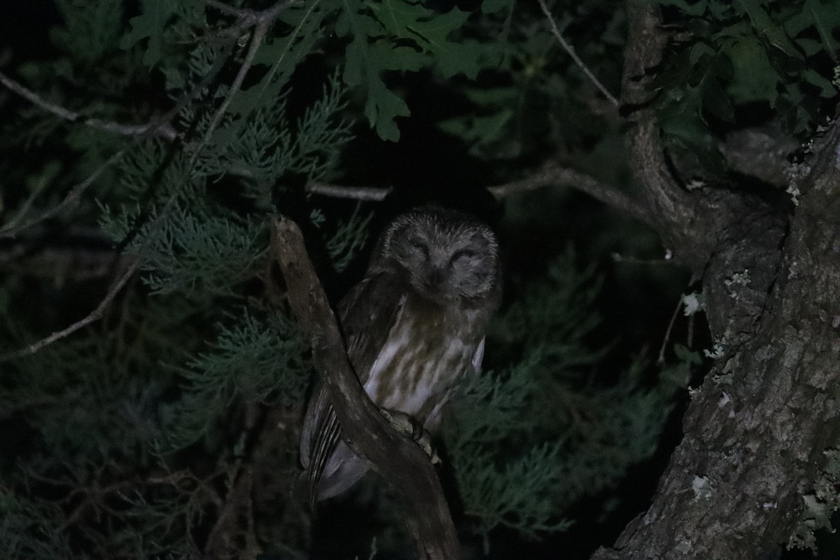 Northern Saw-whet Owl - ML620528450