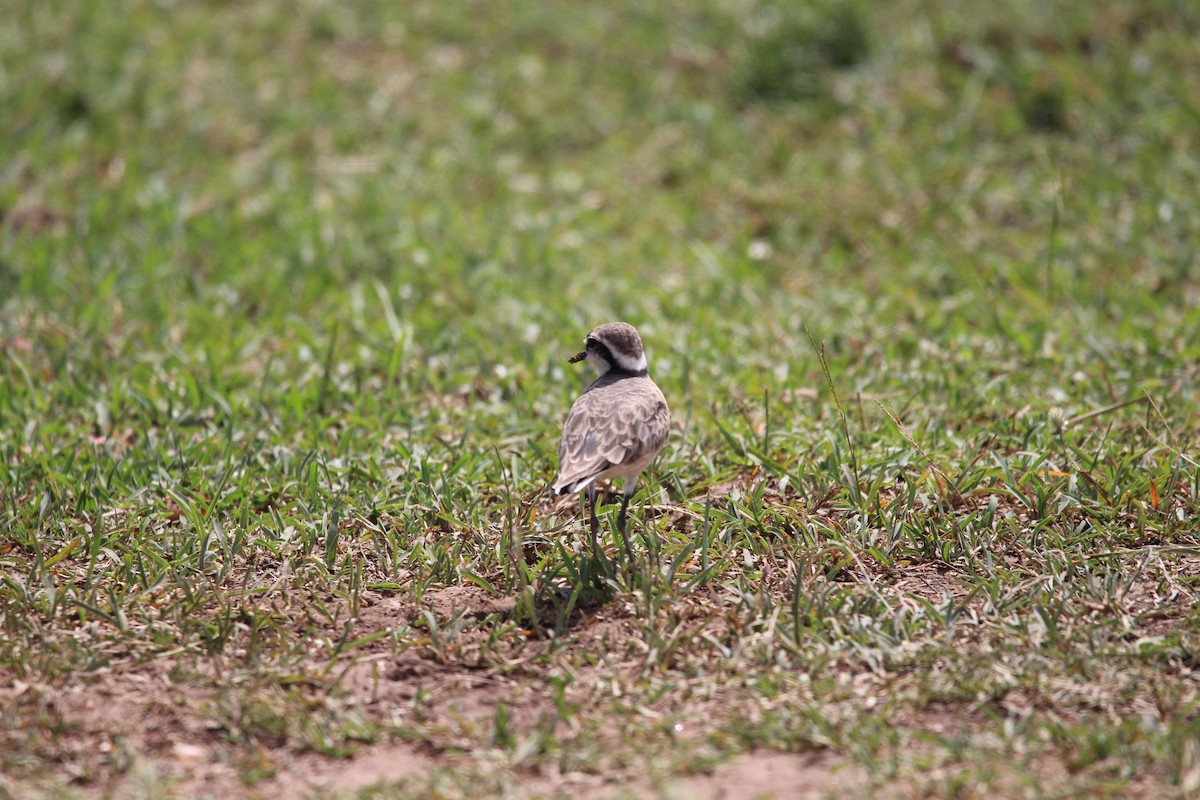 Kittlitz's Plover - Premkumar Vadapalli