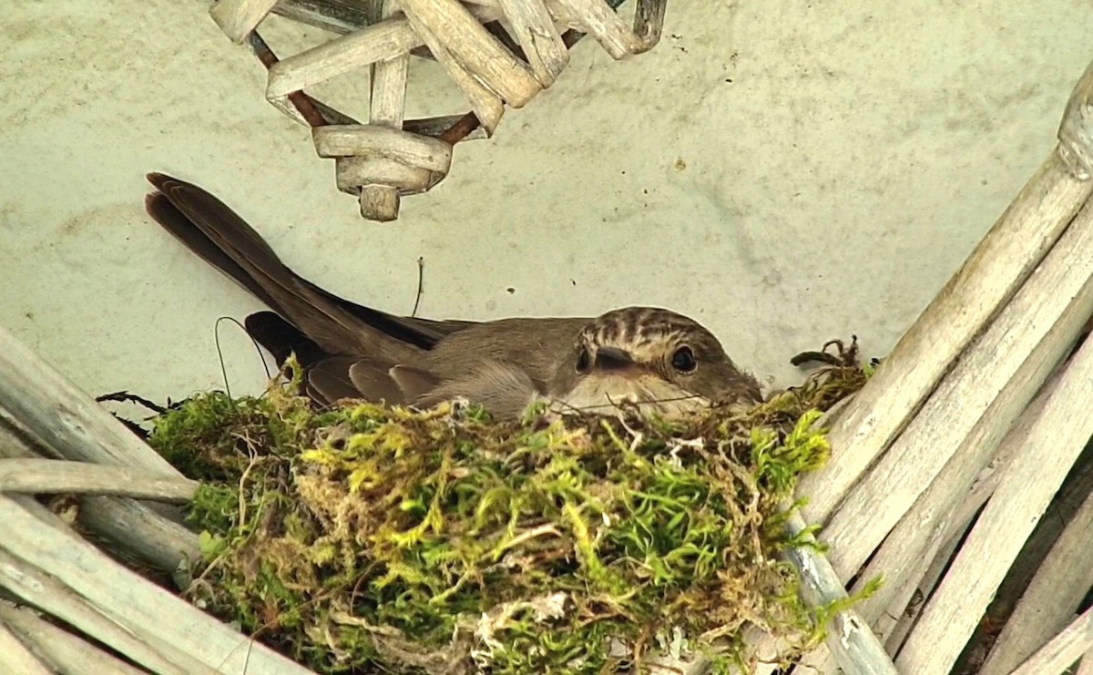 Spotted Flycatcher - ML620528459