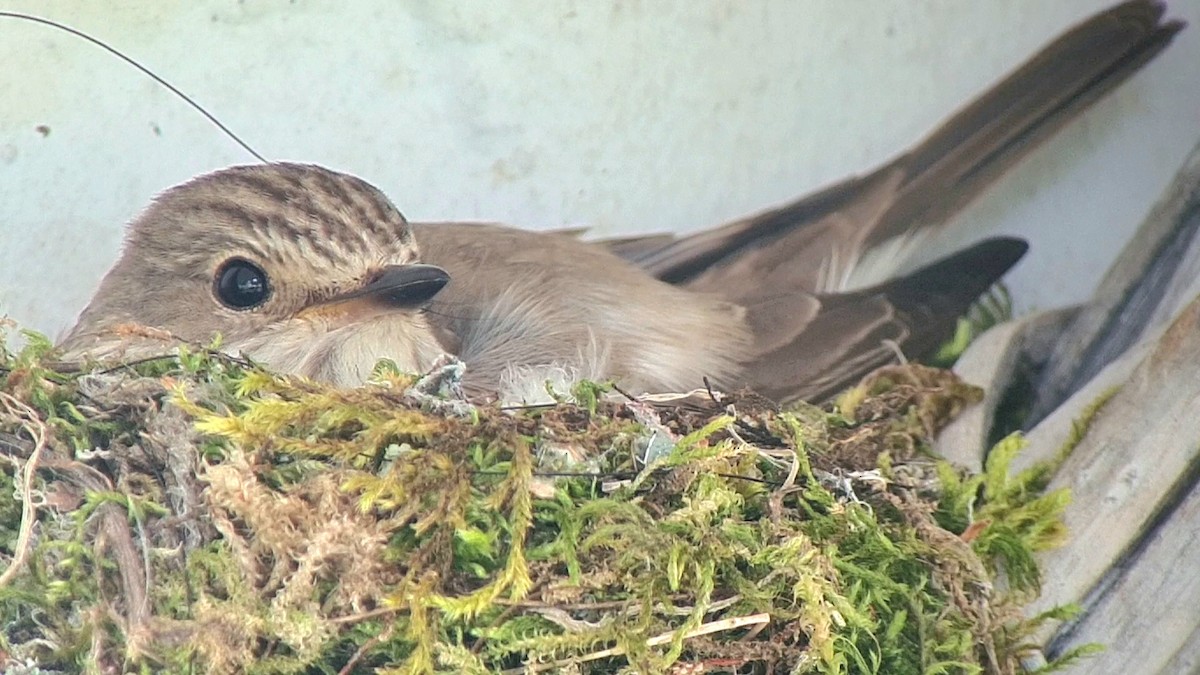 Spotted Flycatcher - ML620528462