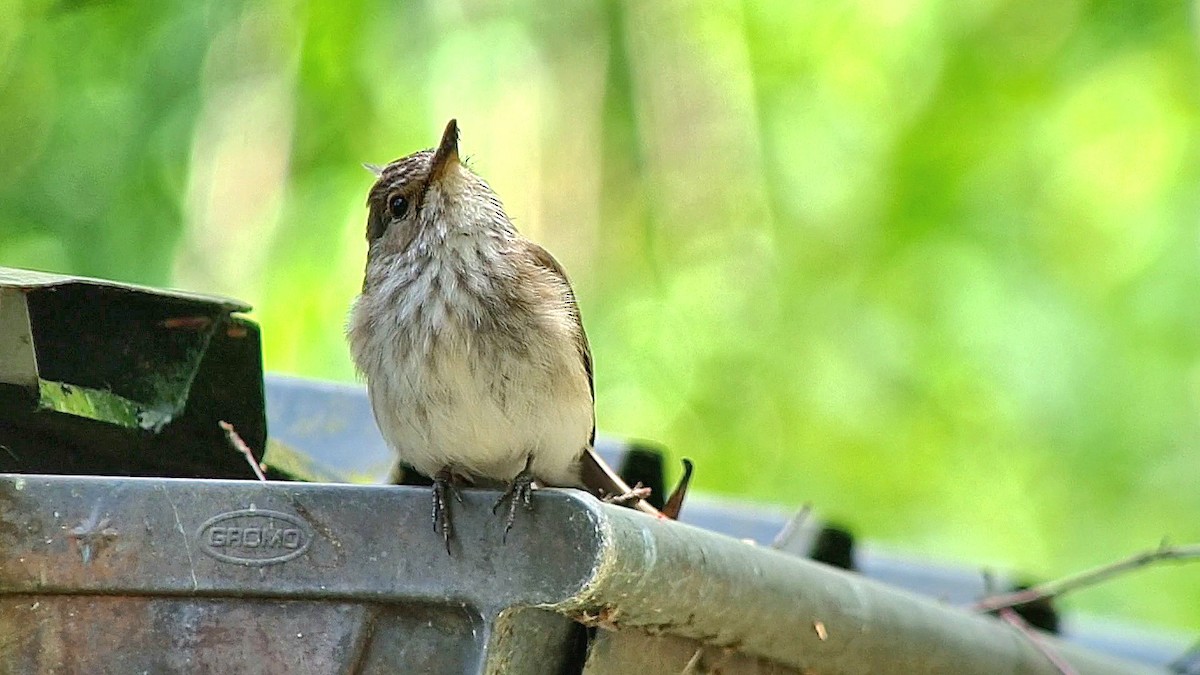 Spotted Flycatcher - ML620528466